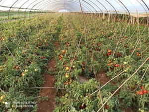 番茄制种1